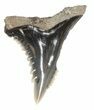 Fossil Hemipristis Shark Tooth - Maryland #42557-1